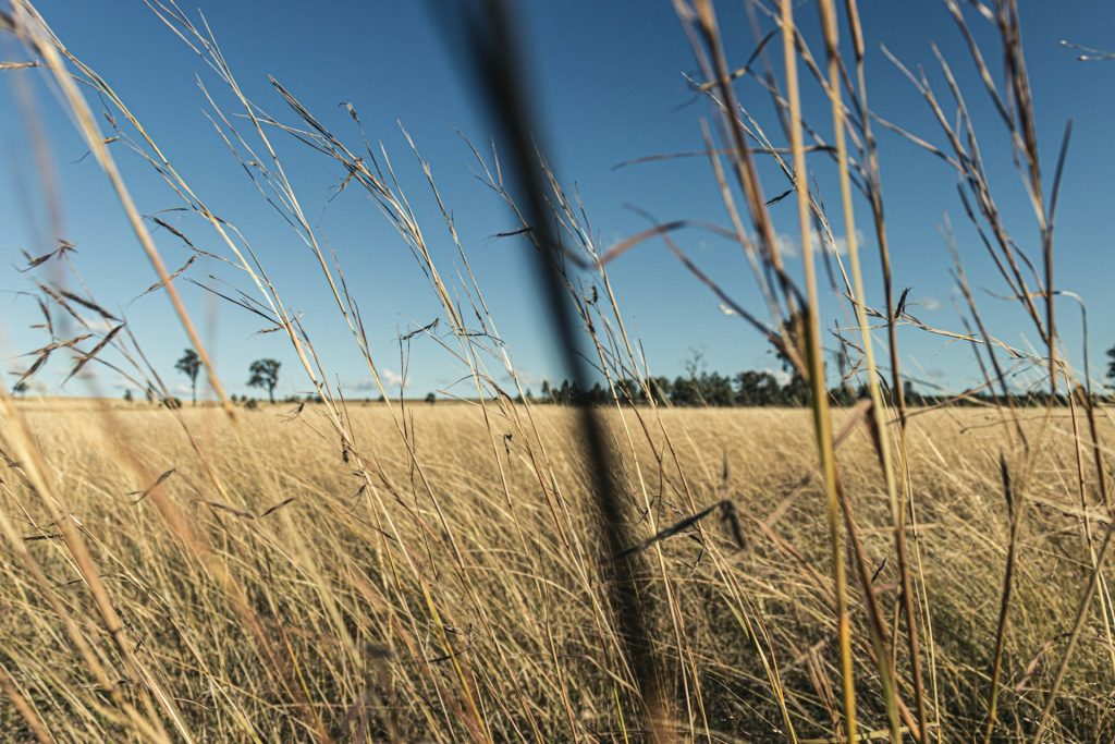 Dry grassland on a rural Western Australian block under a clear blue sky