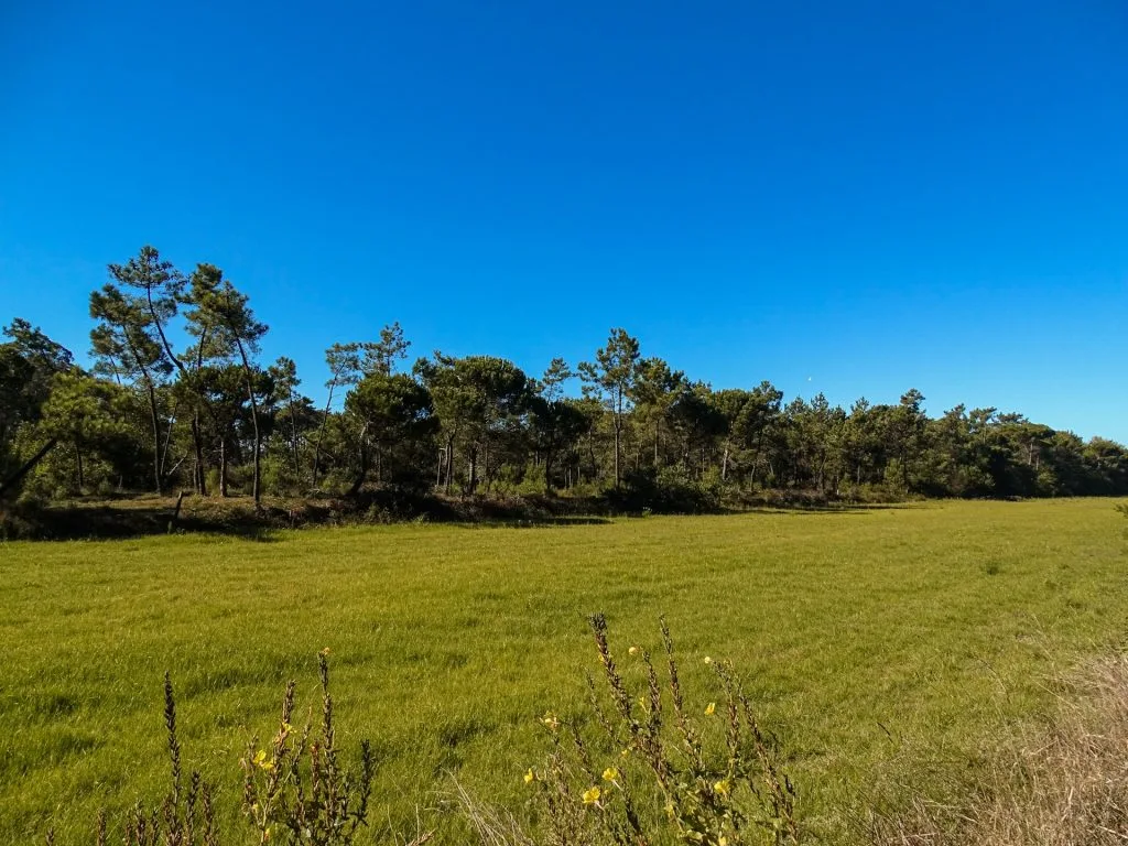 A cleared grassy block bordered by trees, ready to build on